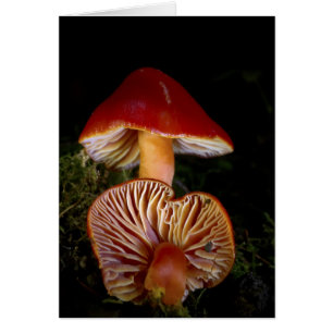 Scarlet Waxcap Mushroom Hälsningskort