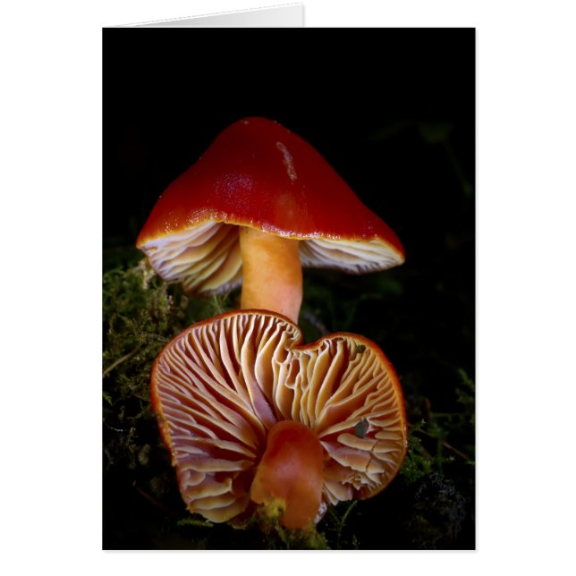 Scarlet Waxcap Mushroom Hälsningskort (Framsidan)