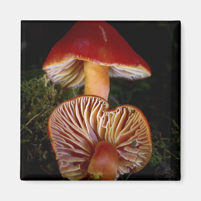 Scarlet Waxcap Mushroom Magnet (Framsidan)