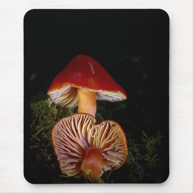 Scarlet Waxcap Mushroom Musmatta (Framsidan)
