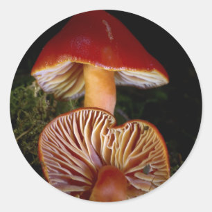 Scarlet Waxcap-musslor Runt Klistermärke