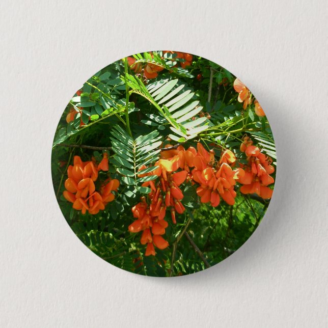 Scarlet Wisteria (Sesbania punicea) OBX-knapp Knapp (Framsida)