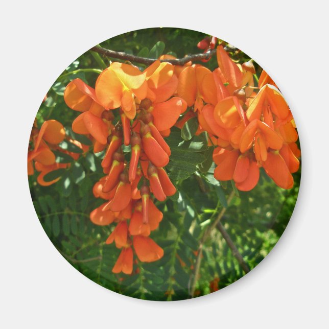 Scarlet Wisteria (Sesbania punicea) OBX Magnet (Framsidan)