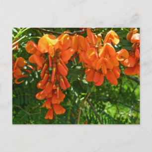 Scarlet Wisteria (Sesbania punicea) OBX NC-serien Vykort