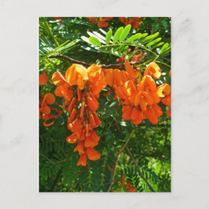 Scarlet Wisteria (Sesbania punicea) OBX NC-serien Vykort