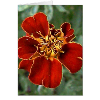 scarlets skönhet hälsningskort