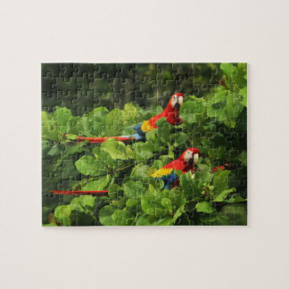 Scarlett Macaws i Almond träd Jigszle Puzzle Pussel