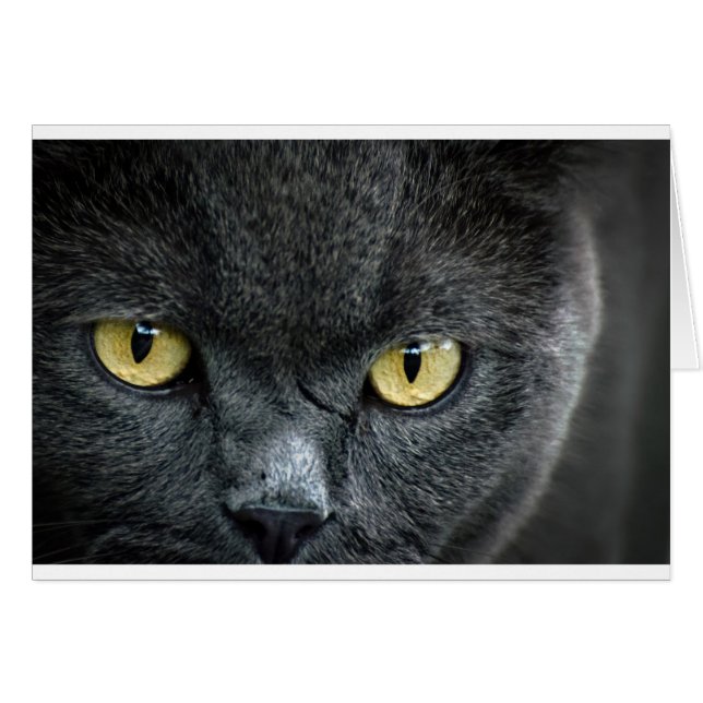 Scary Cat Öga Hälsningskort (Framsidan Horizontal)