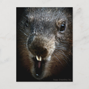 Scary Groundhog Day Vykort