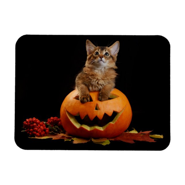 Scary Halloween Pumpkin och Somali Kitten Magnet (Horisontell)