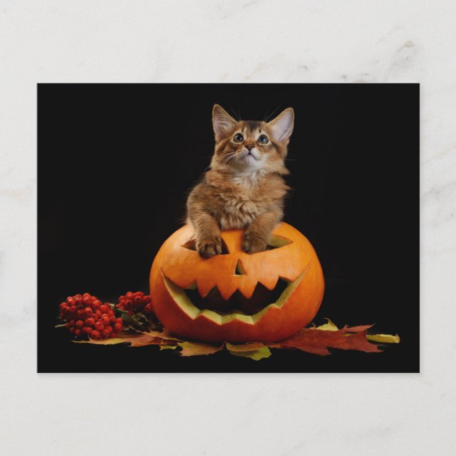 Scary Halloween Pumpkin och Somali Kitten Vykort (Framsida)