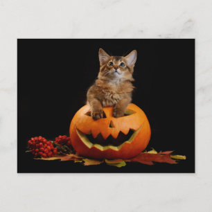 Scary Halloween Pumpkin och Somali Kitten Vykort