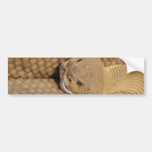 Scary Rattlesnake Photo Bildekal