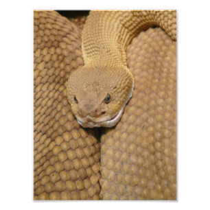 Scary Rattlesnake Photo Fototryck