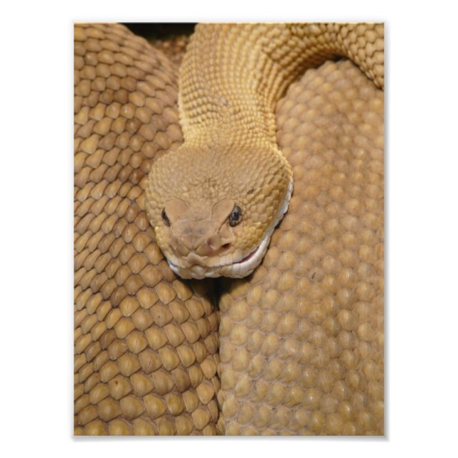 Scary Rattlesnake Photo Fototryck (Framsidan)