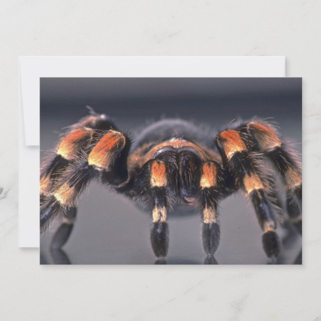 Scary Tarantula spinder (Framsida)