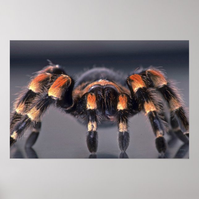 Scary Tarantula spinder Poster (Framsidan)