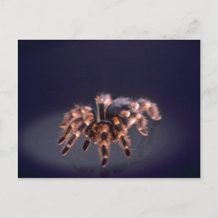 Scary Tarantula spinder Vykort