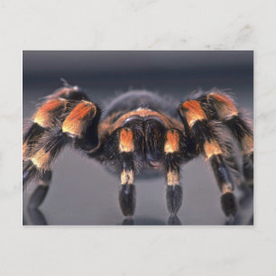 Scary Tarantula spinder Vykort