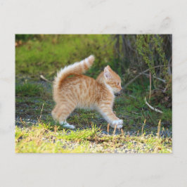 Scarycat Vykort