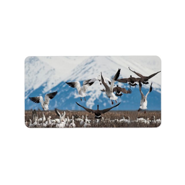 Scattering Geese Adressetikett (Framsidan)