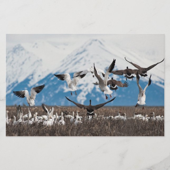 Scattering Geese Brevpapper (Framsida)