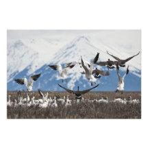Scattering Geese