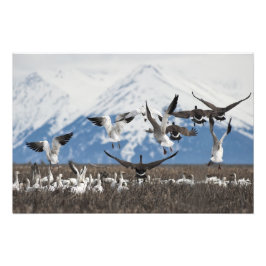 Scattering Geese Fototryck