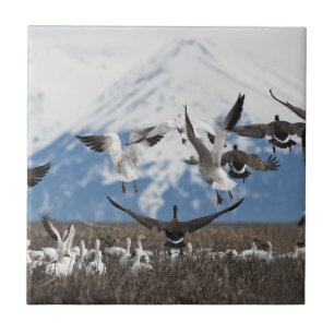 Scattering Geese Kakelplatta
