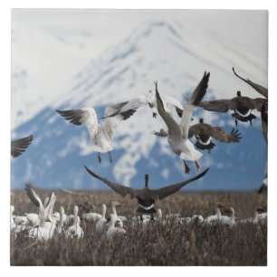 Scattering Geese Kakelplatta
