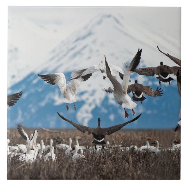 Scattering Geese Kakelplatta (Framsidan)