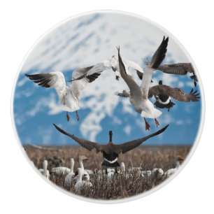 Scattering Geese Knopp