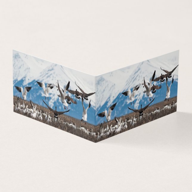 Scattering Geese Kort (Utsida)