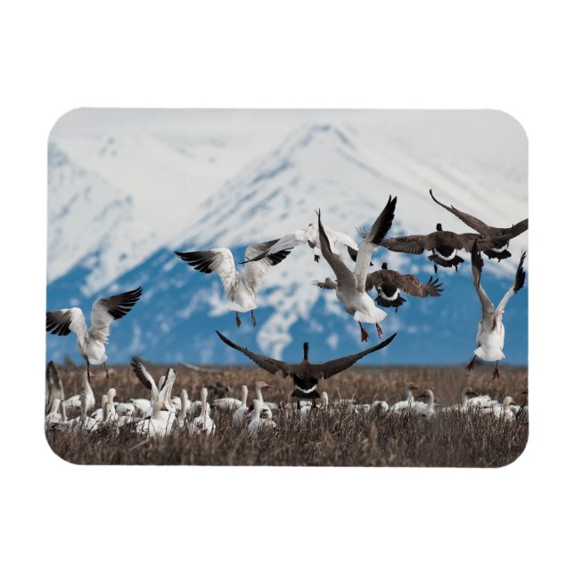 Scattering Geese Magnet (Horisontell)