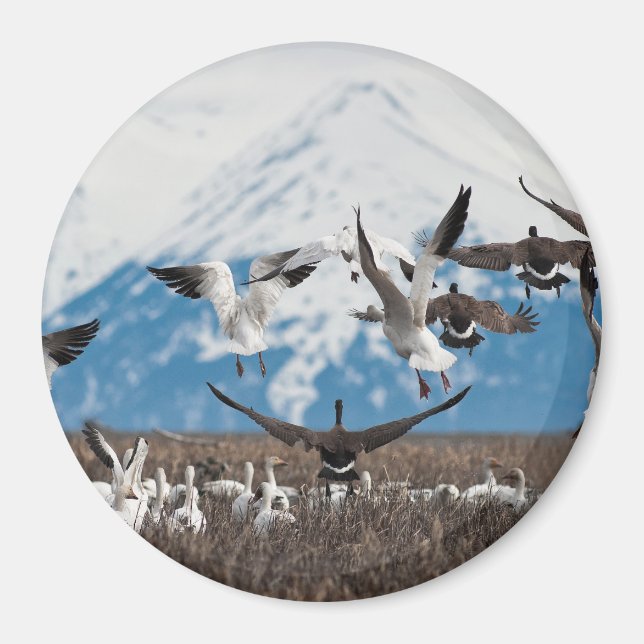 Scattering Geese Magnet (Framsidan)