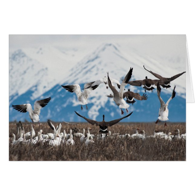 Scattering Geese OBS Kort (Framsidan Horizontal)