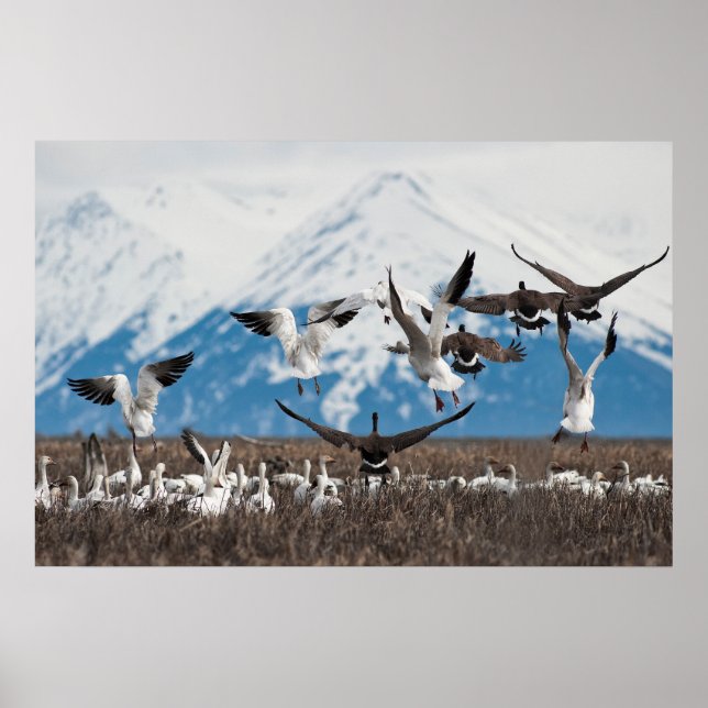 Scattering Geese Poster (Framsidan)