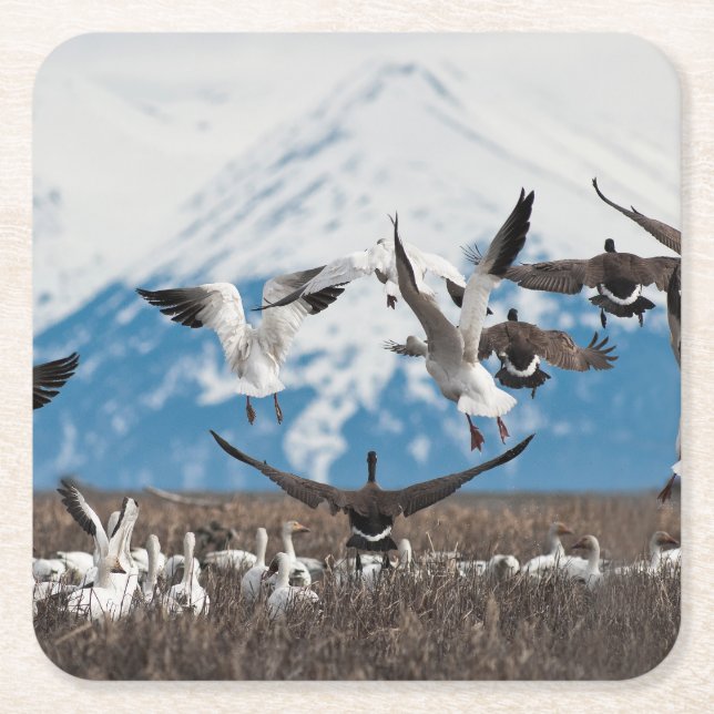 Scattering Geese Underlägg Papper Kvadrat (Framsidan)