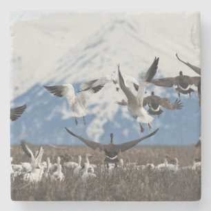 Scattering Geese Underlägg Sten