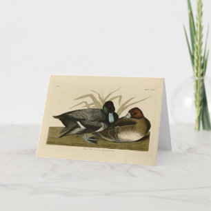 Scaup Anka (Lesser Scaup) Audubon Birds of America Kort