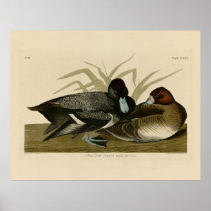 Scaup Anka (Lesser Scaup) Audubon Birds of America Poster