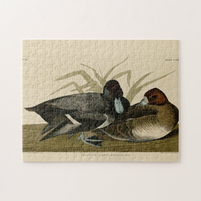 Scaup Anka (Lesser Scaup) Audubon Birds of America Pussel (Horisontell)