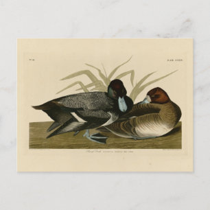 Scaup Anka (Lesser Scaup) Audubon Birds of America Vykort