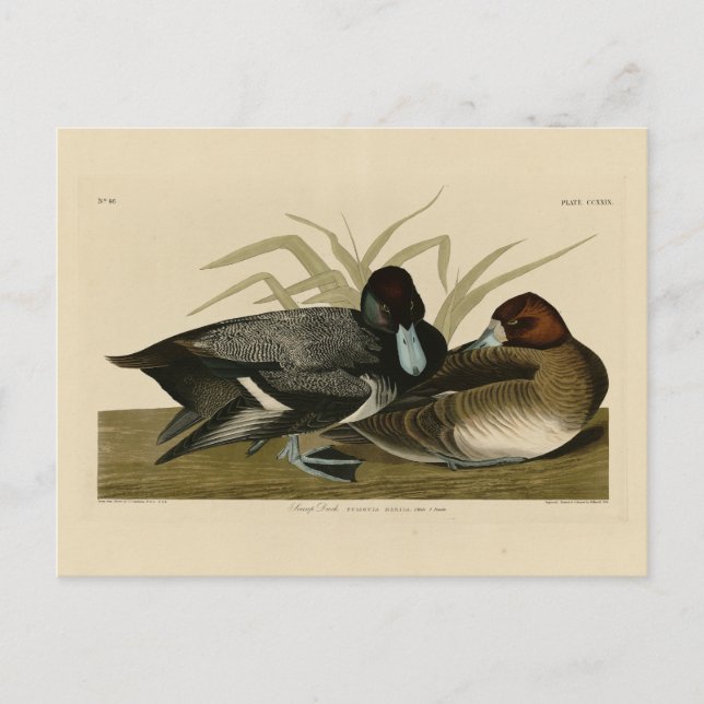 Scaup Anka (Lesser Scaup) Audubon Birds of America Vykort (Framsida)