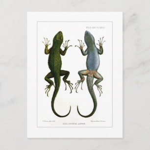 Sceloporus asper vykort