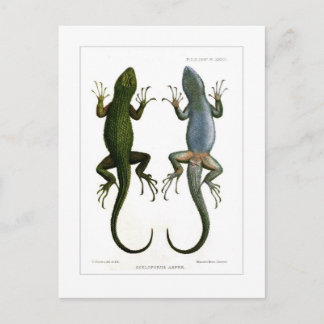 Sceloporus asper vykort