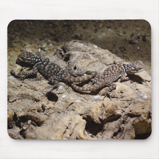 Sceloporus cyanogenys musmatta (Framsidan)