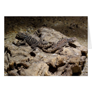 Sceloporus cyanogenys OBS kort