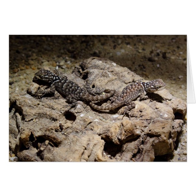 Sceloporus cyanogenys OBS kort (Framsidan Horizontal)