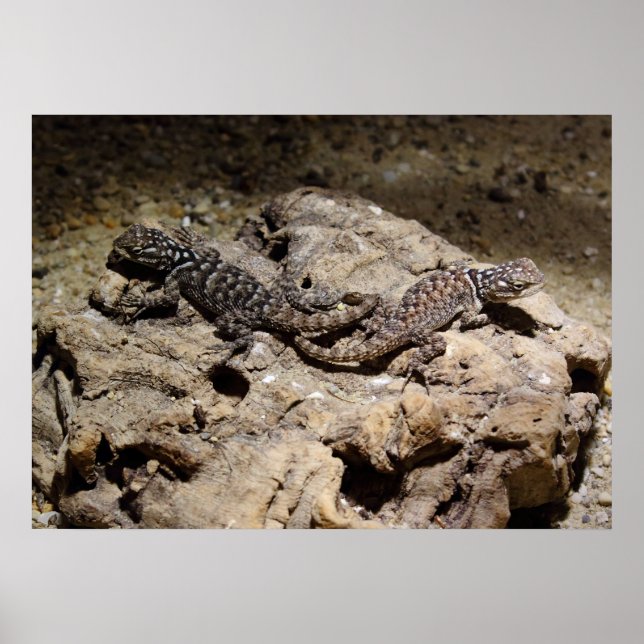 Sceloporus cyanogenys poster (Framsidan)